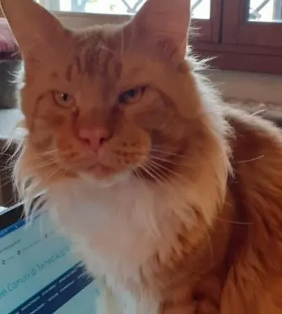 Casa Dei Gatti Turin